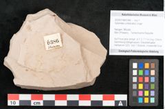 Foto (Objekt + Etikett) von Xylomites umbilicatus Unger (NHMW-GEO-2024-0188-6386)